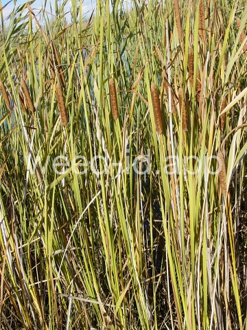 cattail, narrowleaf